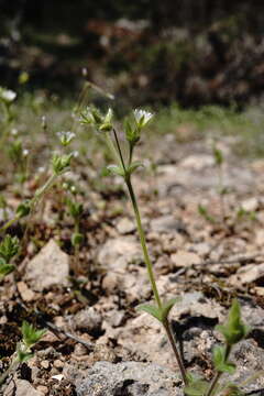 Image of Cerastium brachypetalum subsp. tauricum (Spreng.) Murb.