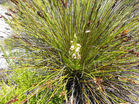 Image of Disa cornuta (L.) Sw.