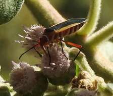 Image of Dysdercus (Dysdercus) obscuratus Distant 1883