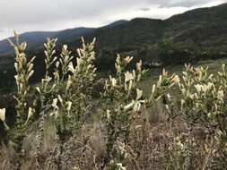 Imagem de Linanthus pungens subsp. hookeri (Douglas ex Hook.) J. M. Porter & R. Patt.