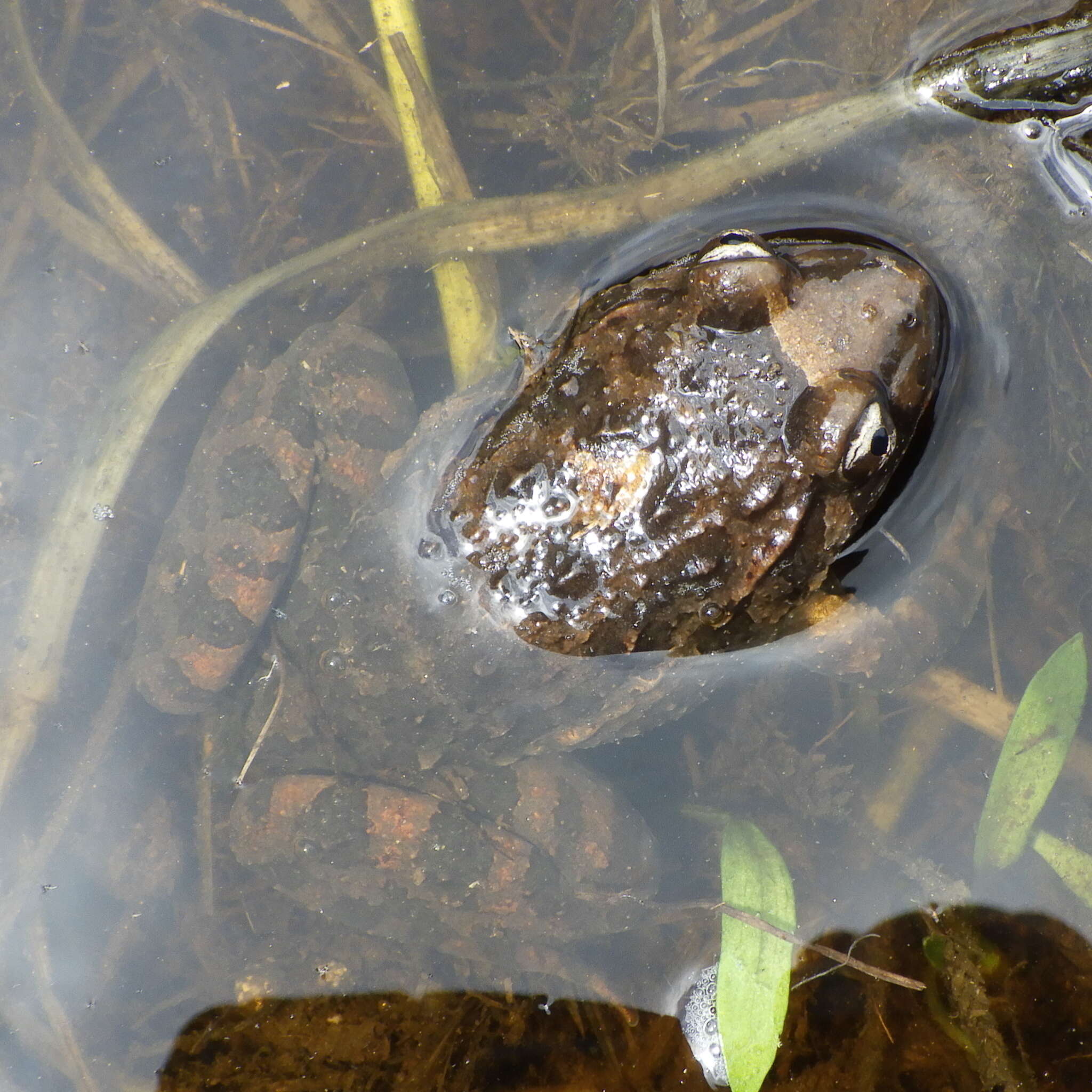 Image of Corsican Painted Frog