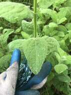 Image de Stachys pycnantha Benth.