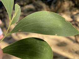 Image of Acacia oraria F. Muell.