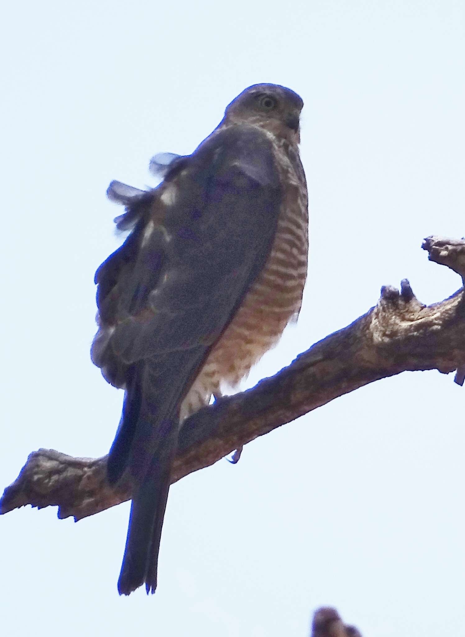 Image of Collared Sparrowhawk