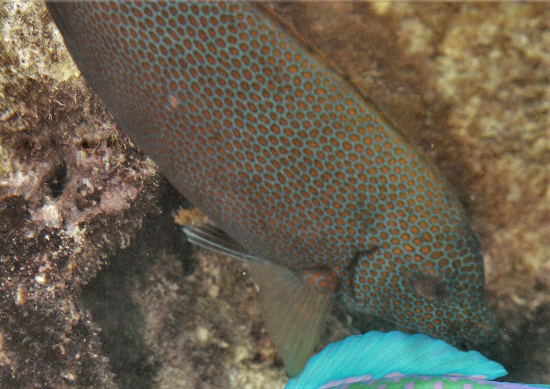 Image of Gold-spotted rabbitfish