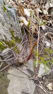 Image of Peucedanum longifolium Waldst. & Kit.