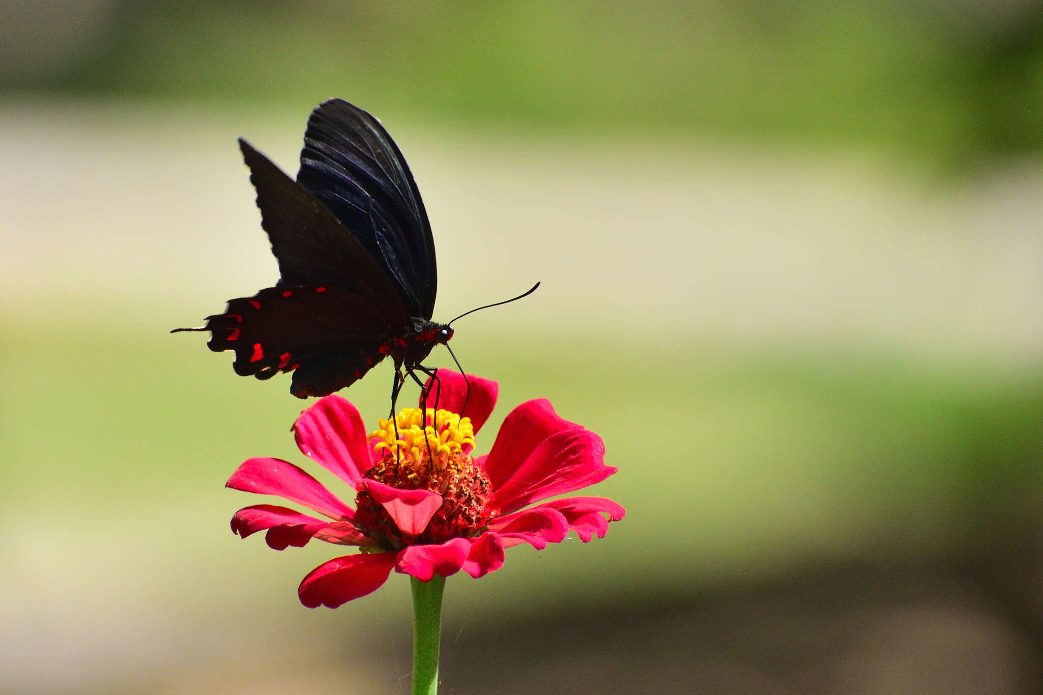 Слика од Parides montezuma (Westwood 1842)