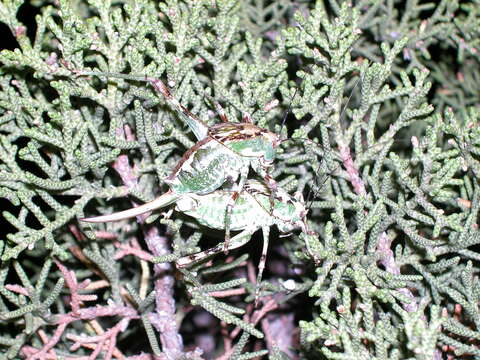 Image of Aglaothorax ovata ovata (Scudder & S. H. 1899)