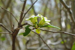 Image of Casearia dodecandra