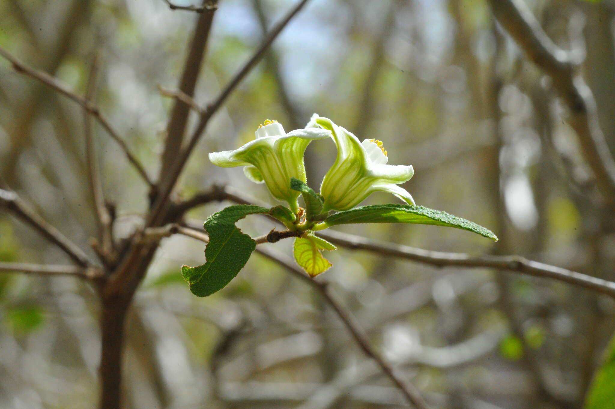 Image of Casearia dodecandra