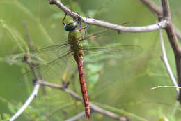 Image of Comet Darner