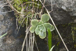 Image of Rosularia glabra (Regel & C. Winkl.) Berger