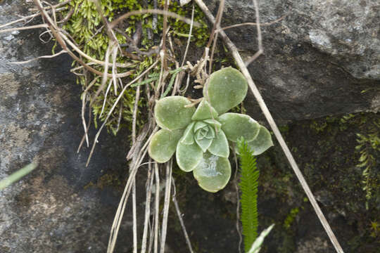 Rosularia glabra (Regel & C. Winkl.) Berger resmi