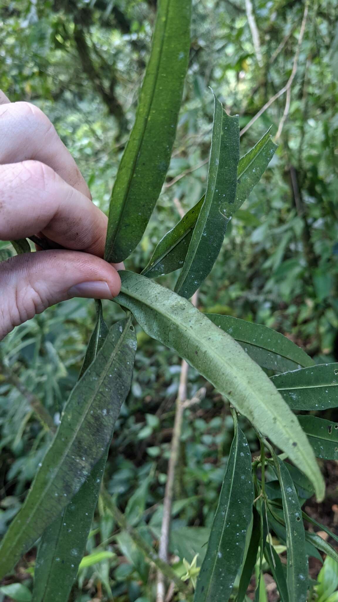 Image of Cestrum cristinae D. A. Soto