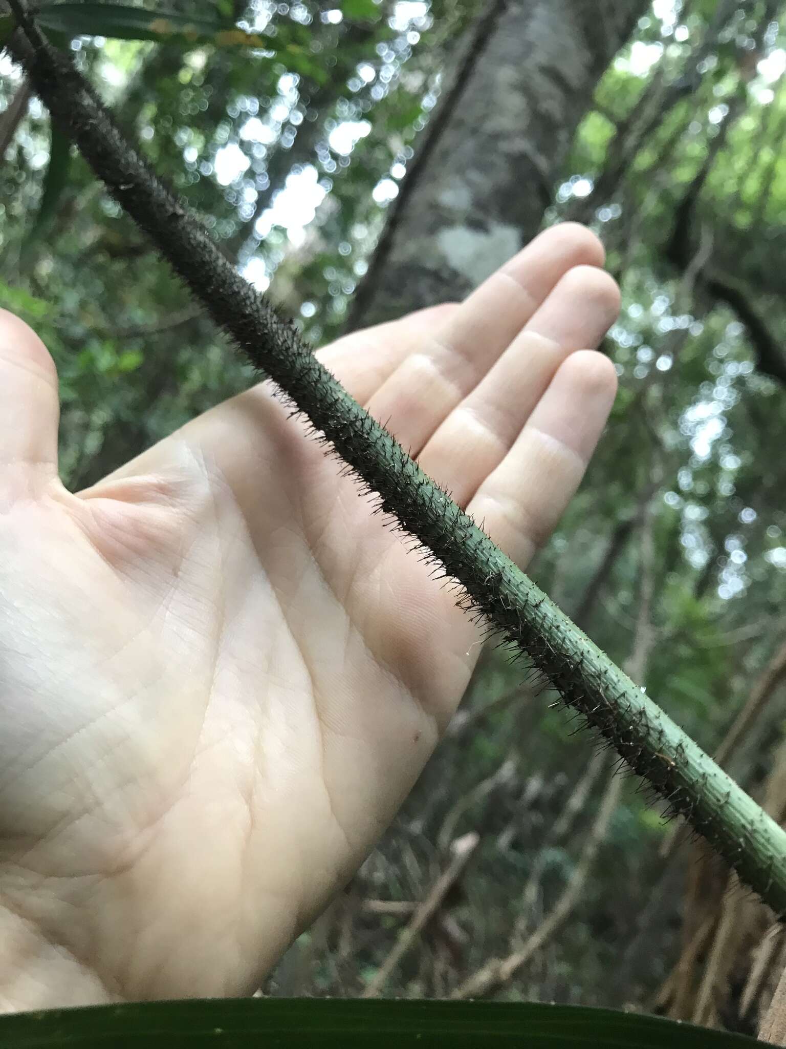 Image of Large-seeded lawyer's vine