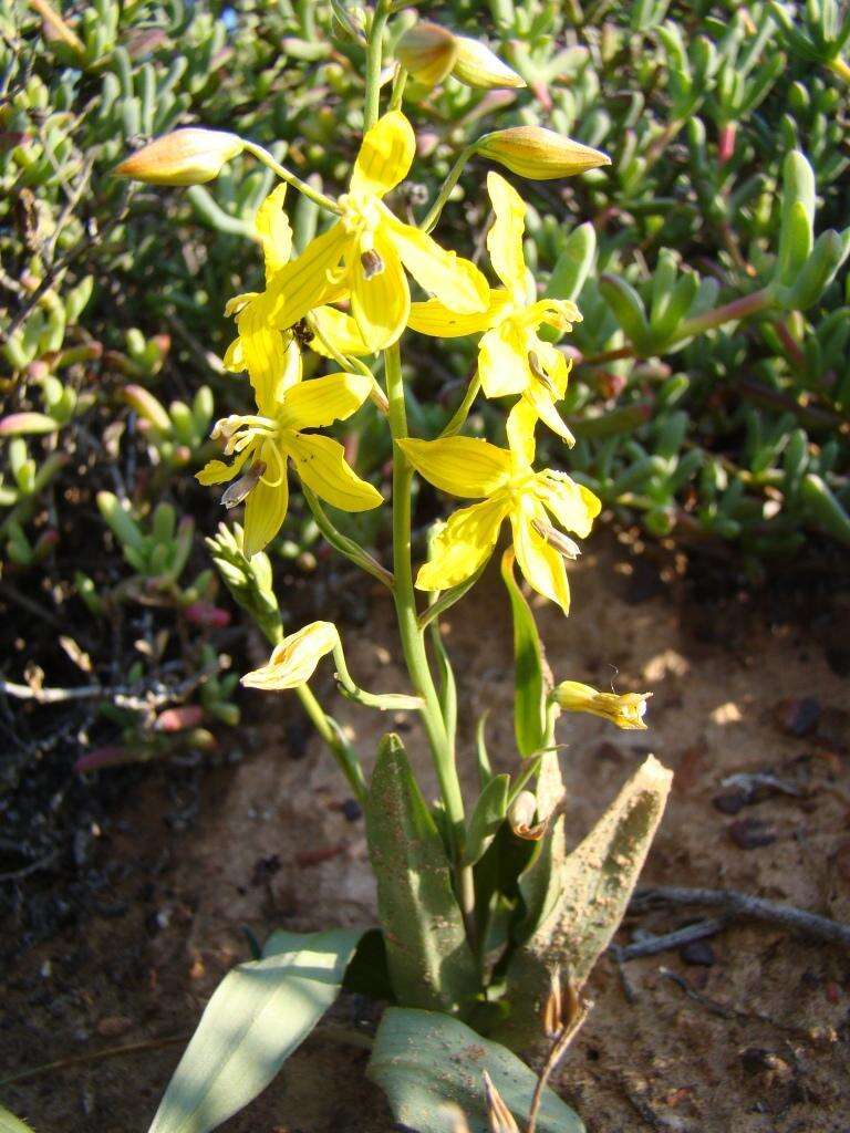 Image of Cyanella lutea L. fil.