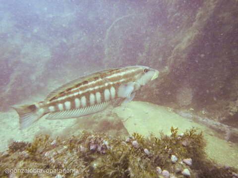 Image of Brazilian sandperch