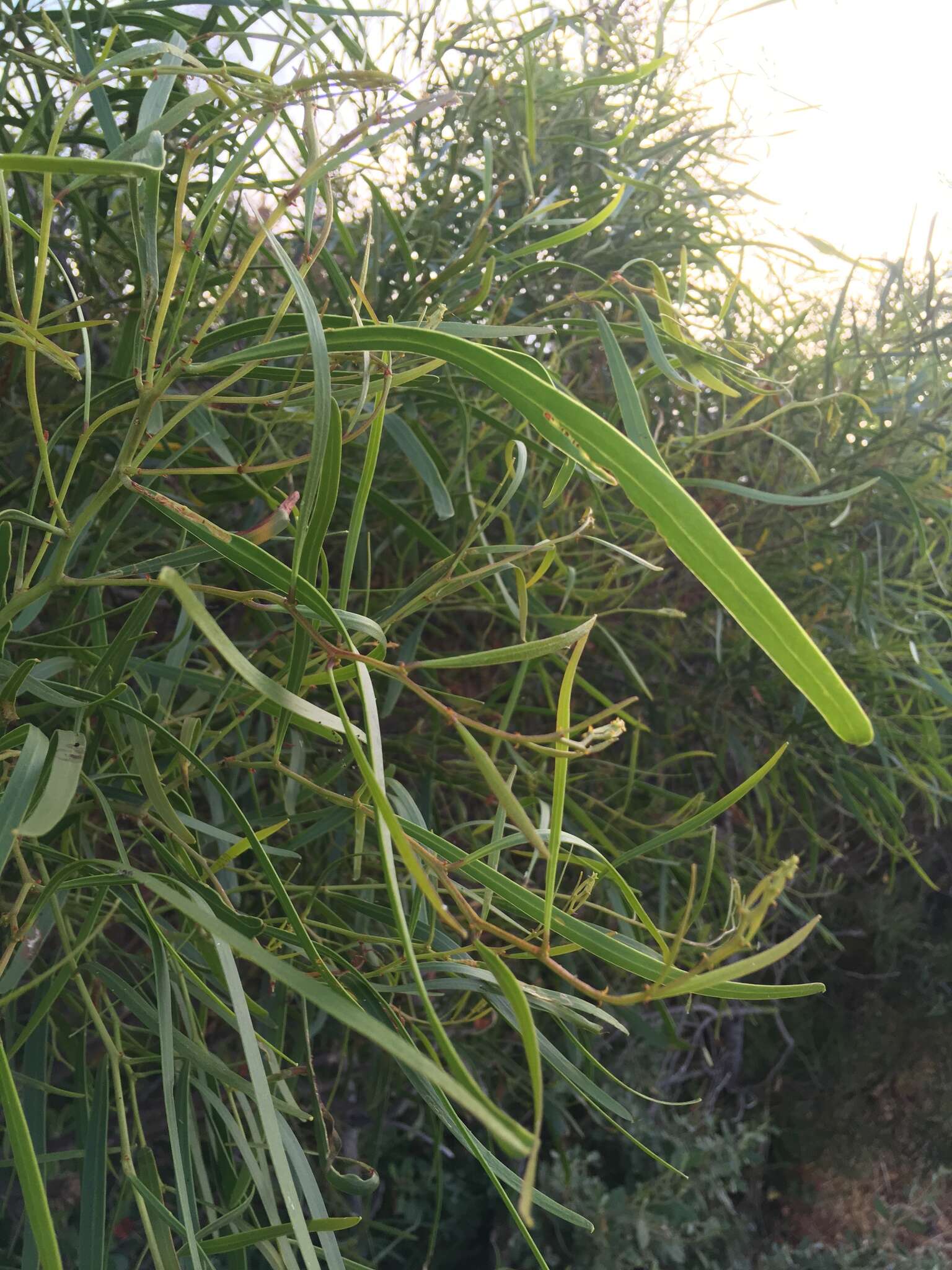 Plancia ëd Acacia rostellifera Benth.