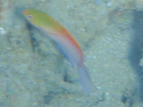 Image of Multicolored dottyback