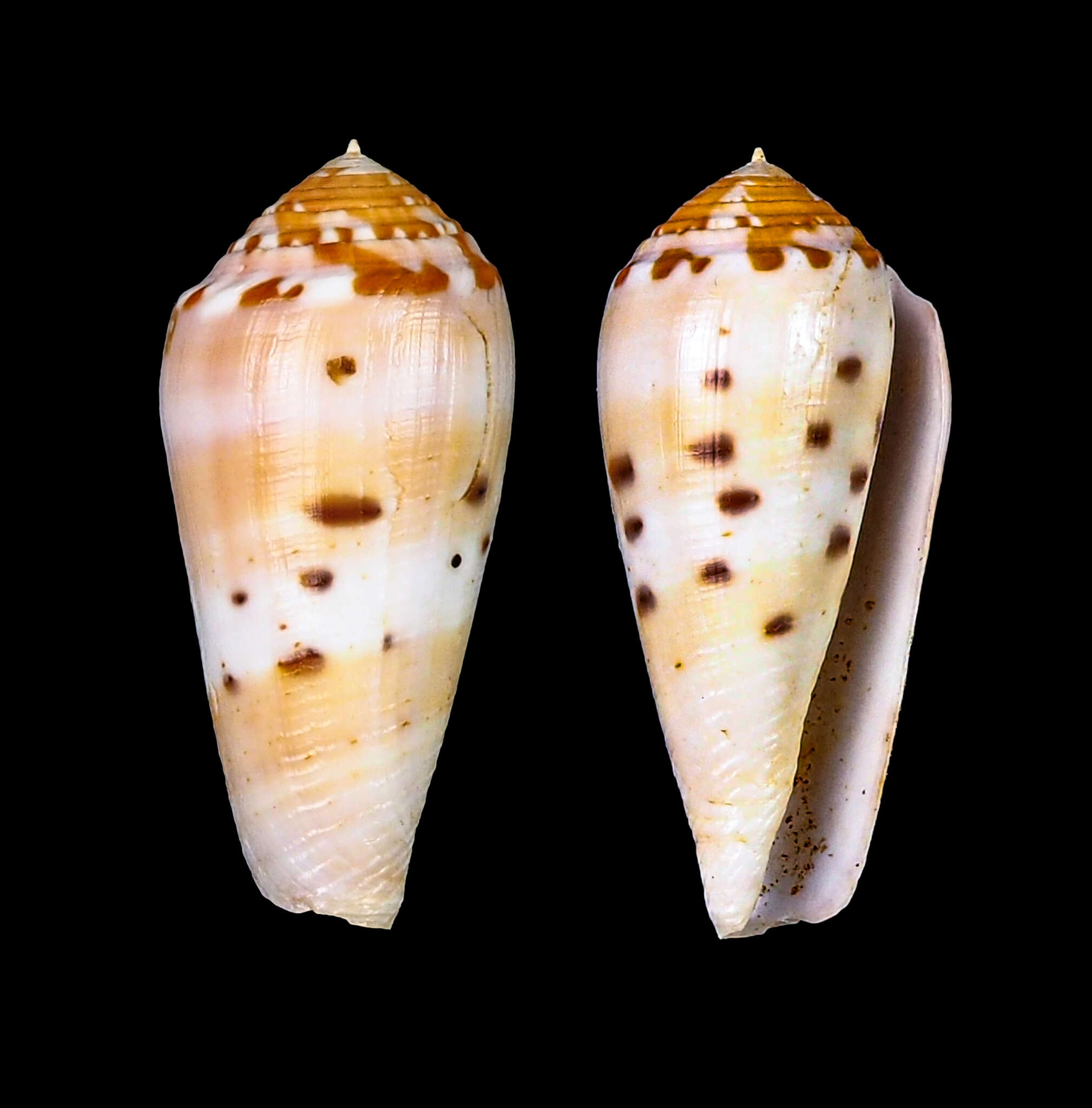 صورة Conus boutetorum Richard & Rabiller 2013