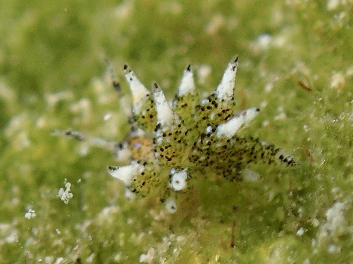 Imagem de Costasiella ocellifera (Simroth 1895)