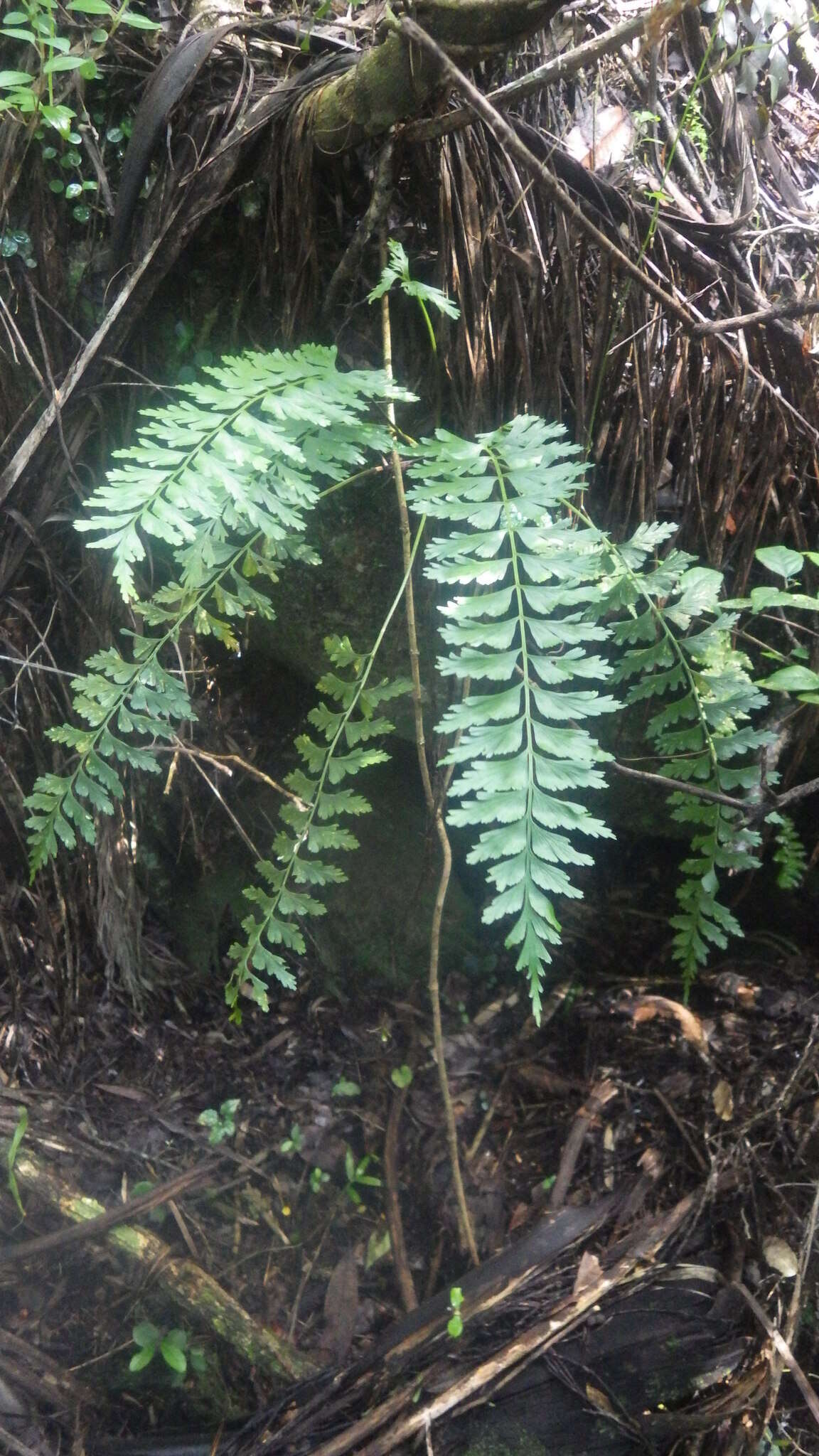 Image of Showy Spleenwort