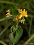 Image de Hypericum ellipticum Hook.