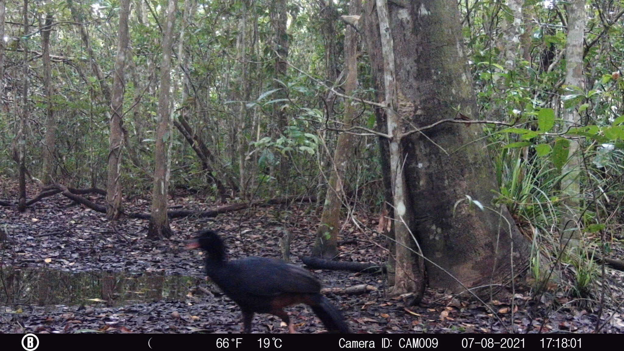 Image of Crestless Curassow