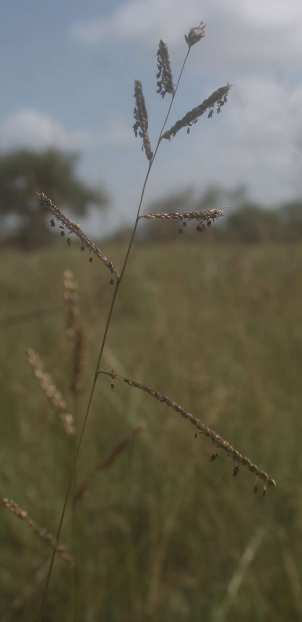 Imagem de Paspalum crinitum Chase ex Hitchc.