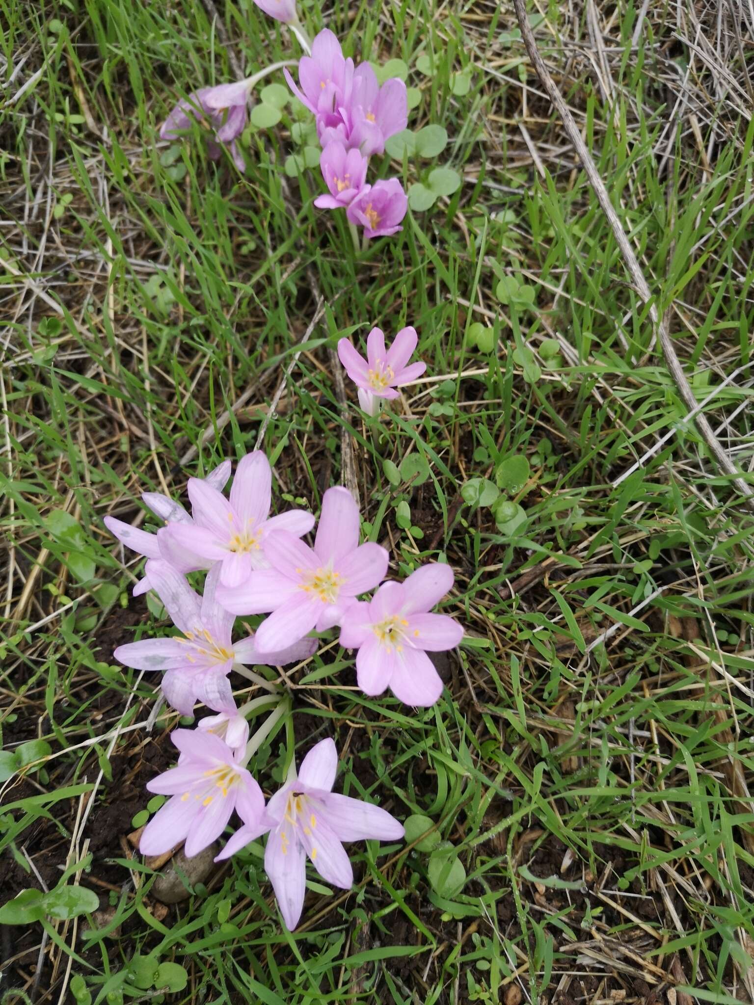 Слика од Colchicum stevenii Kunth