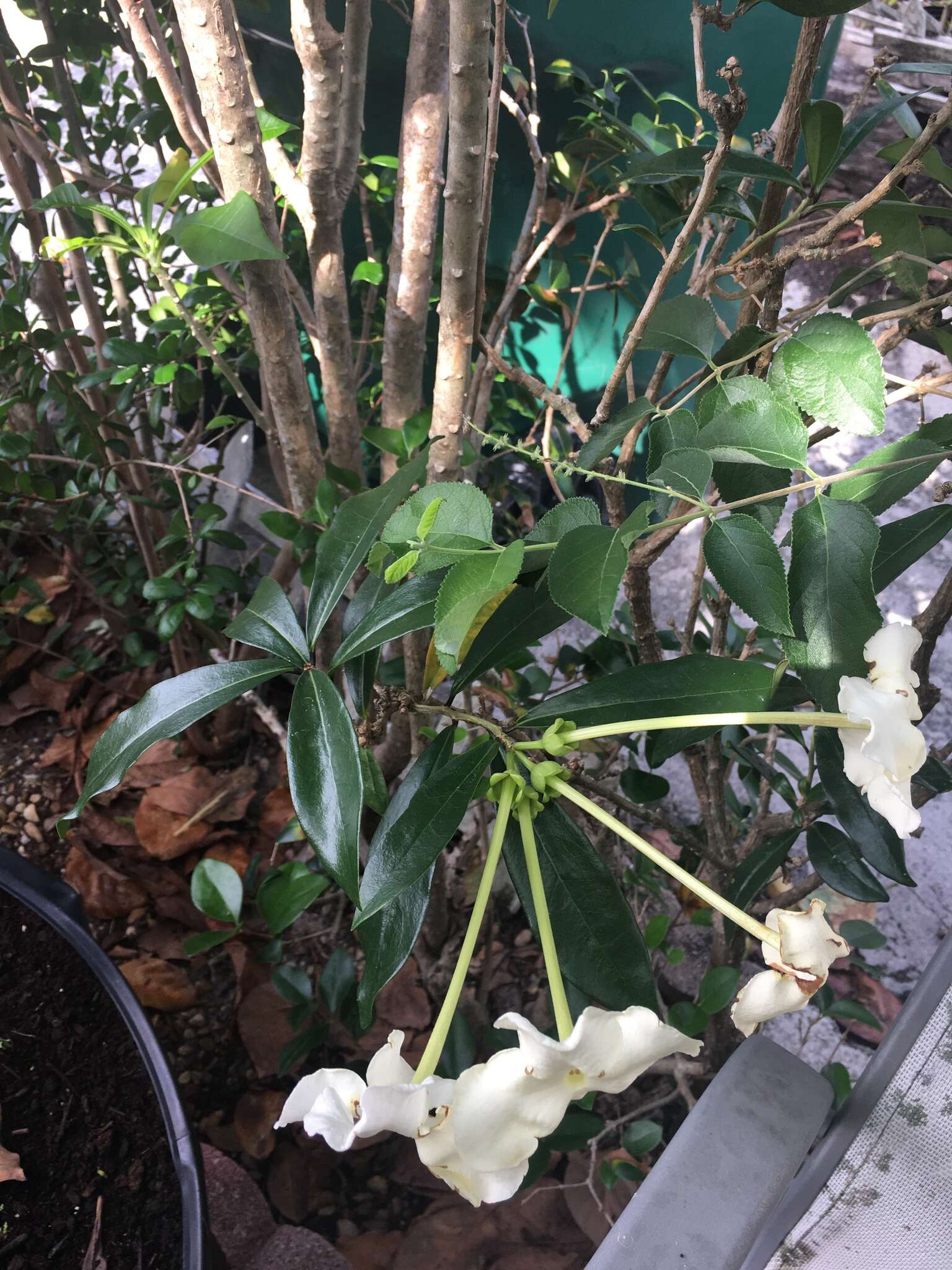 Brunfelsia americana L. resmi