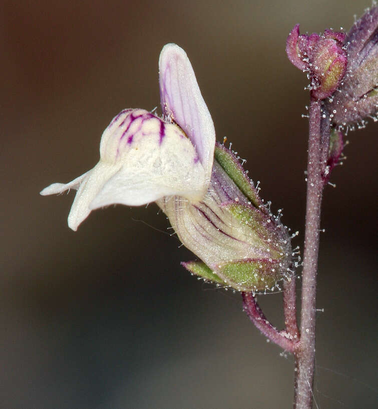 Image of least snapdragon