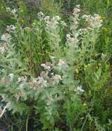 Image of Rosy Camphorweed