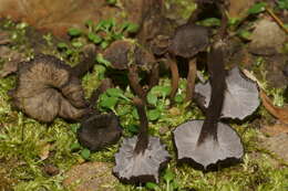 Image de Pseudocraterellus subundulatus (Peck) D. A. Reid 1962