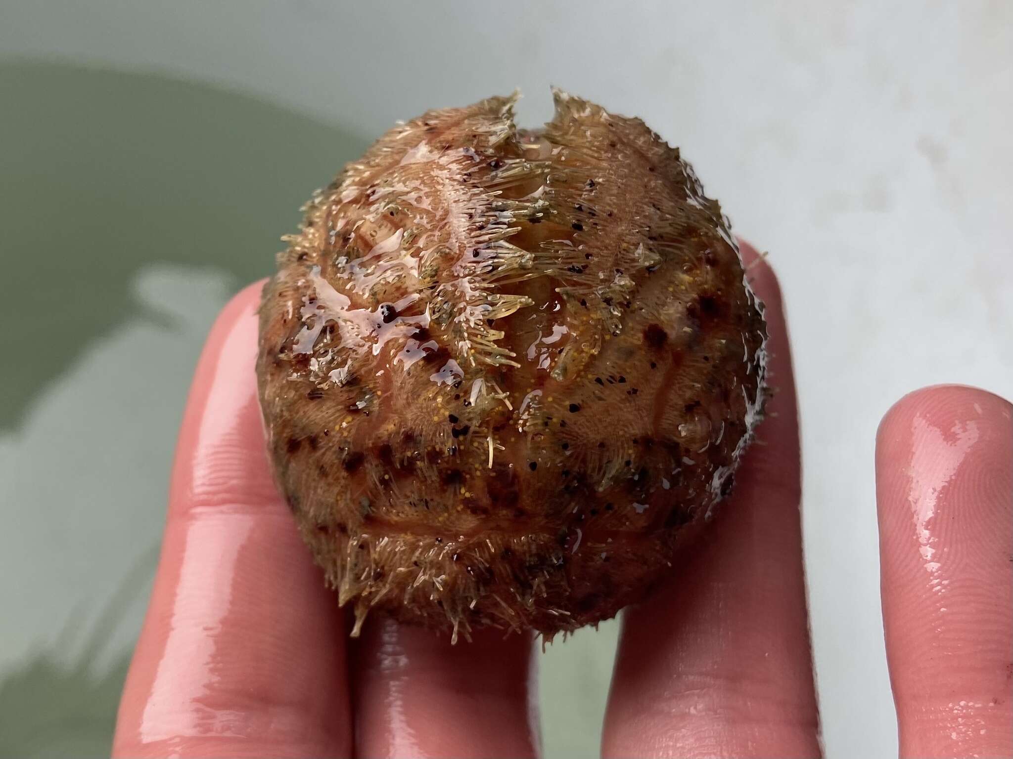 Image of wide heart sea urchin