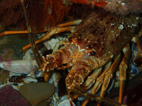 Image of Cape Rock Lobster