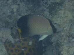 Image of Black-finned Vagabond