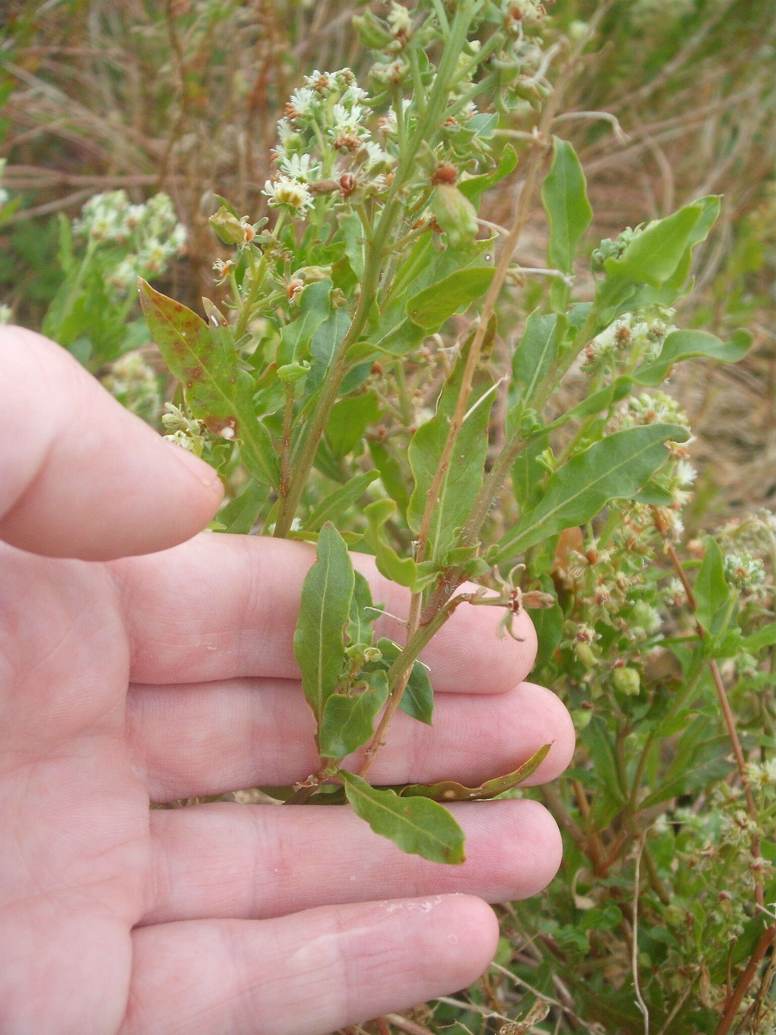 Image of garden mignonette