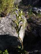 Image of Bipinnula plumosa Lindl.