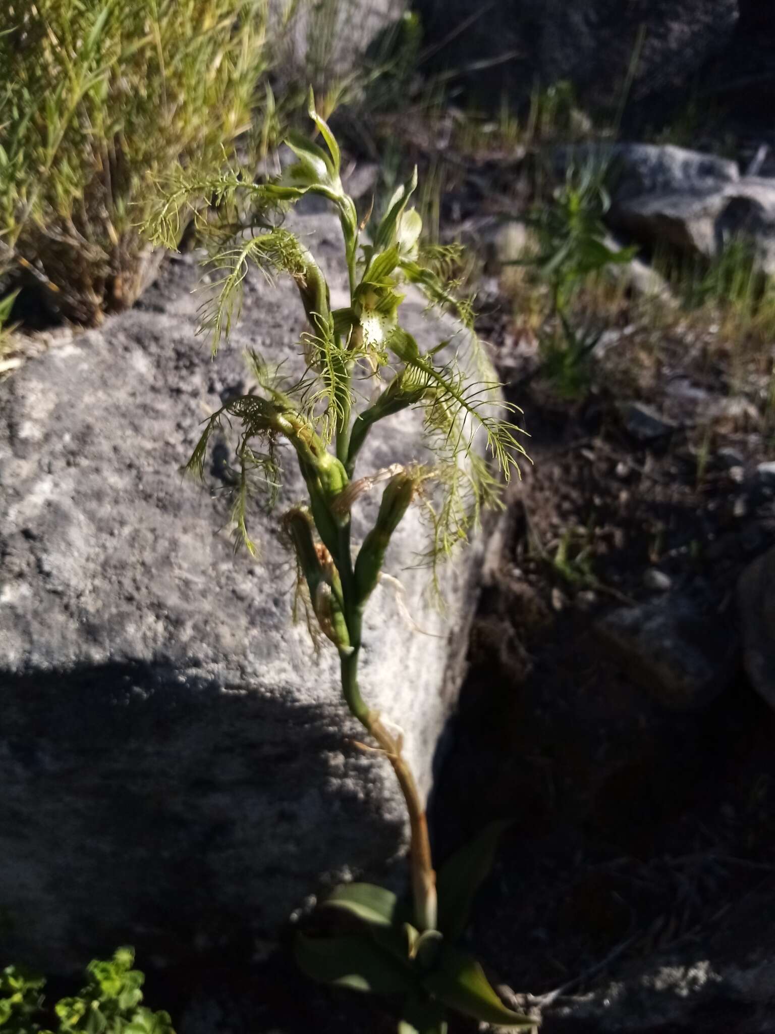 Imagem de Bipinnula plumosa Lindl.