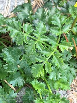 Imagem de Lomatium parvifolium (Hook. & Arn.) Jepson