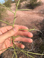 صورة Cercidium microphyllum (Torr.) Rose & I. M. Johnst.