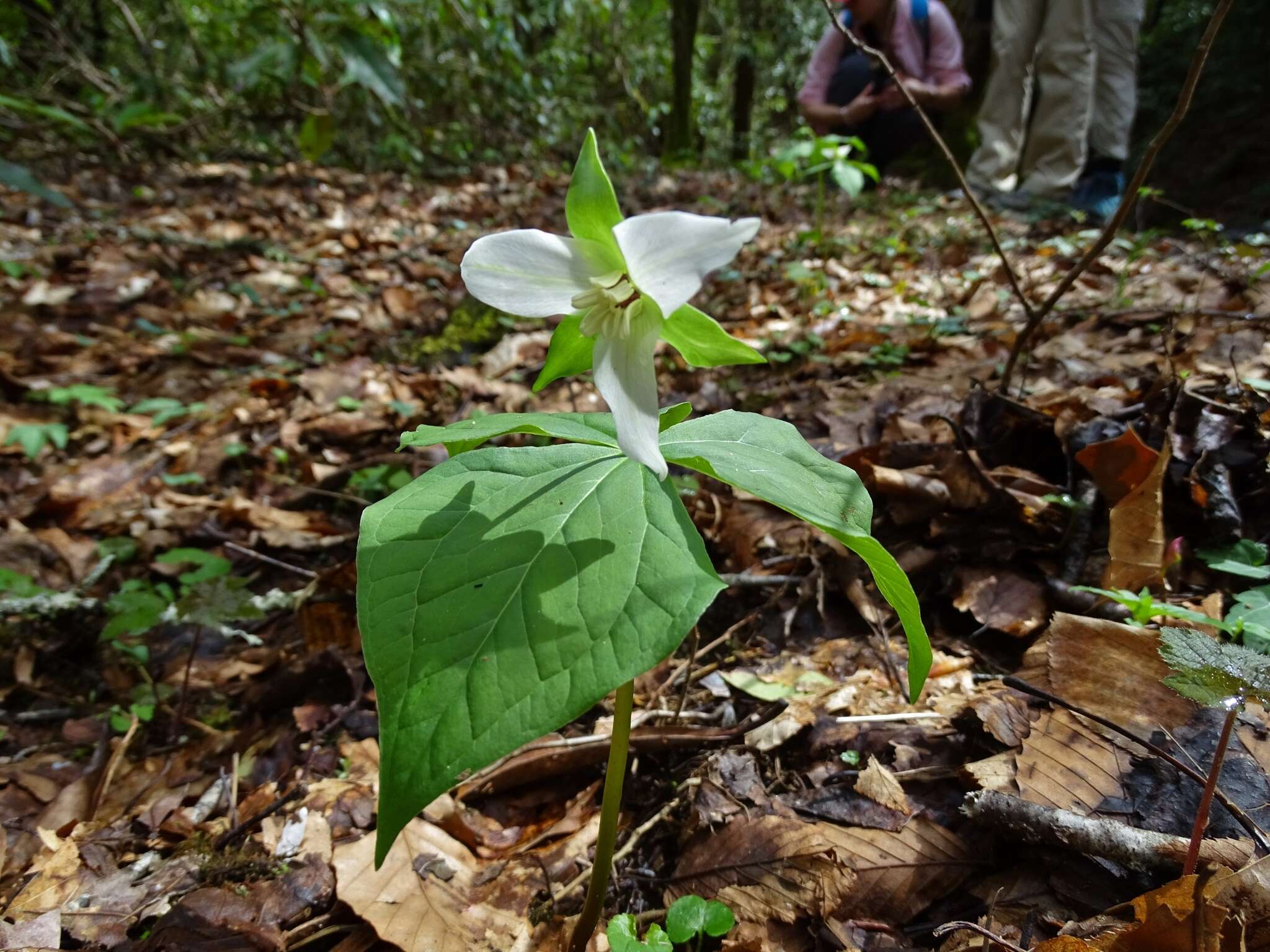 Image of Trillium erectum var. album (Michx.) Pursh