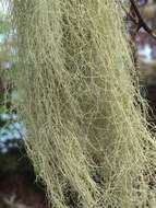 Image of cavern beard lichen