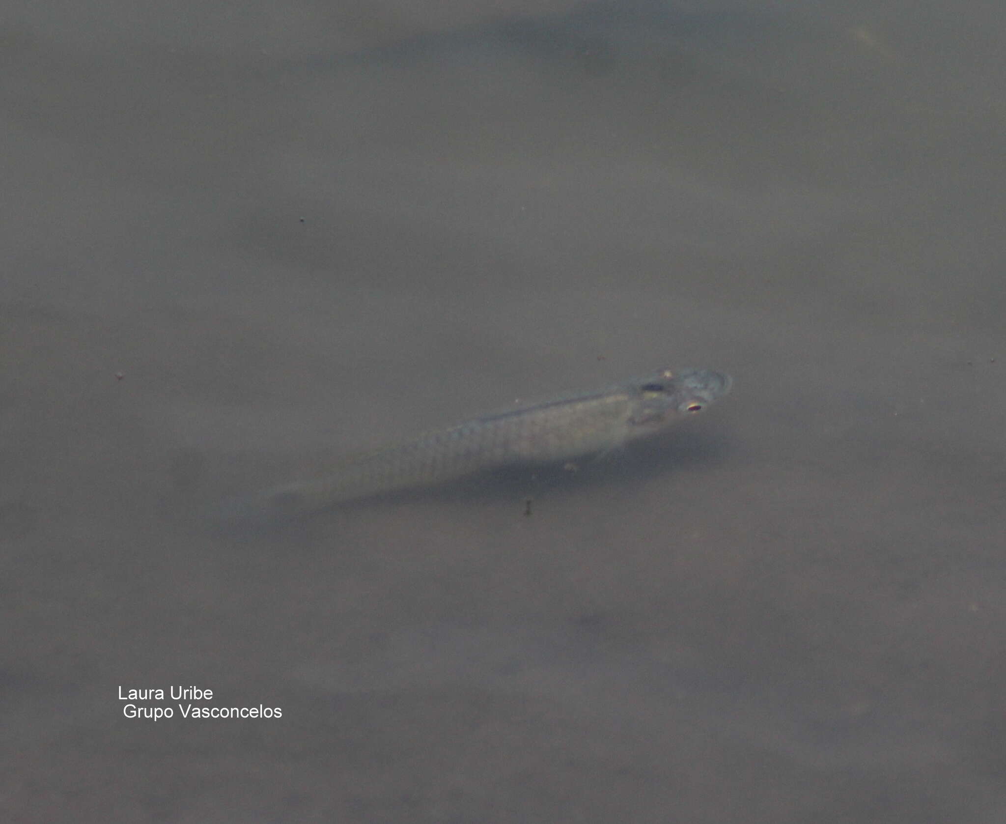 Image of Barred killifish