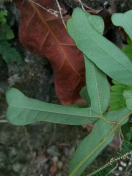 Image of twolobe passionflower