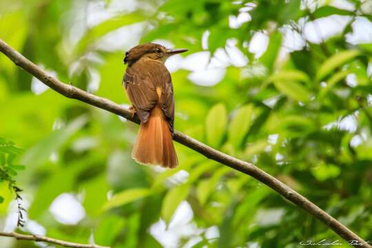 Image of <i>Onychorhynchus coronatus mexicanus</i>