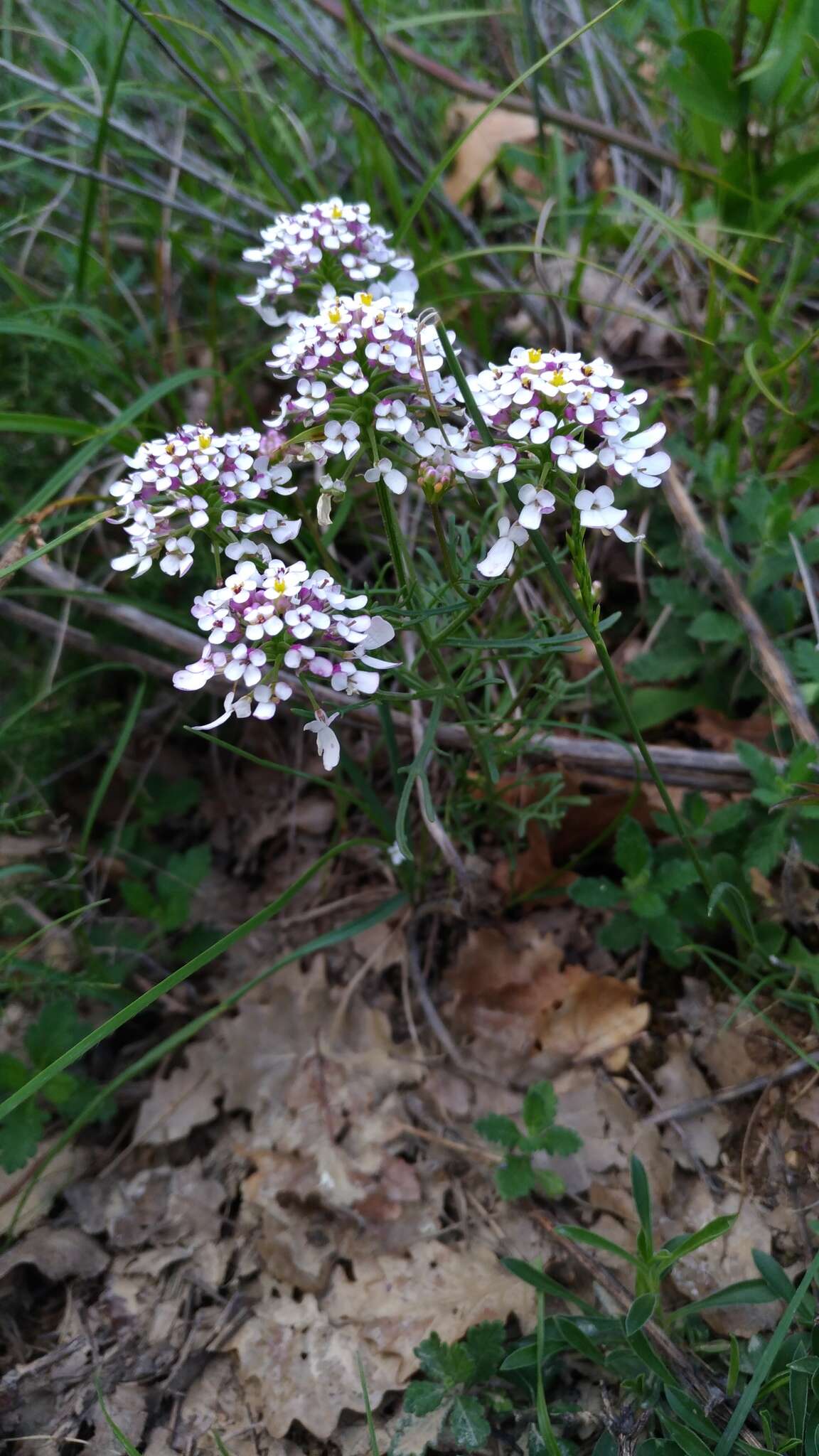 Image of annual candytuft