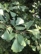 Image of Rhoicissus tridentata subsp. cuneifolia (Eckl. & Zeyh.) N. R. Urton