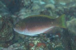 Image of Chameleon parrotfish